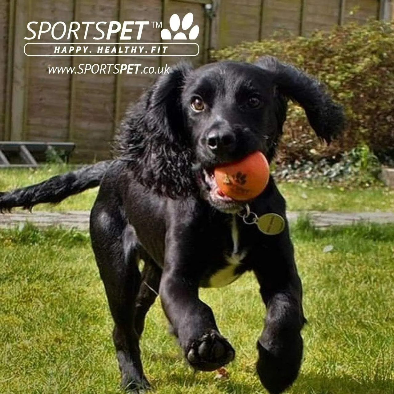 SportsPet High Bounce Rubber Ball